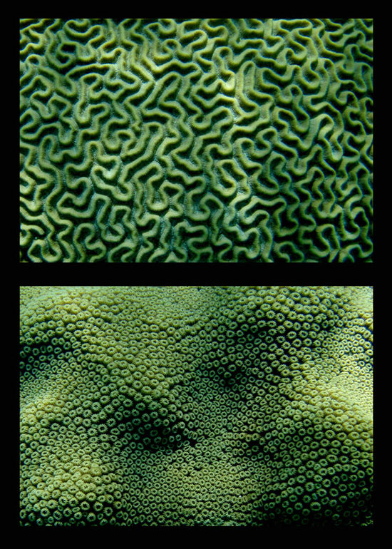 coral7